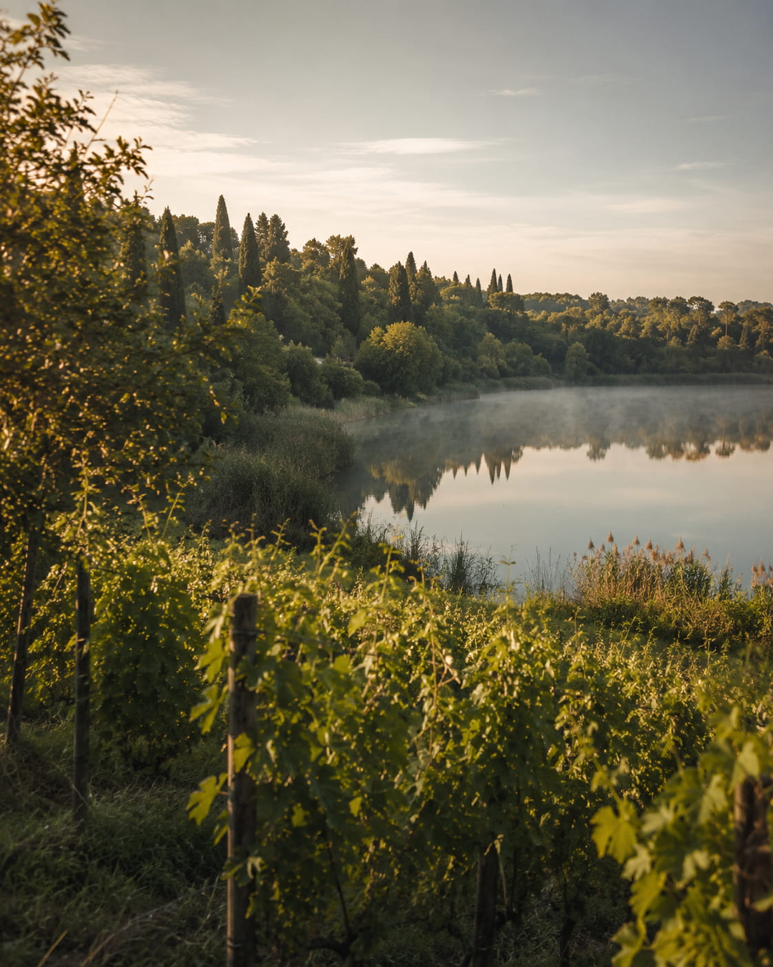 Rebflächen am Lago del Frassino bei Peschiera del Garda – Heimat des 'L Lac Lugana DOC