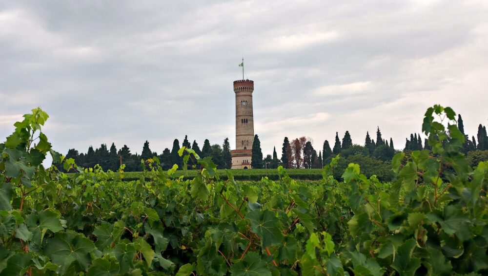 Der Turm von San Martino della Battaglia über flachen Rebzeilen im Lugana-Gebiet.